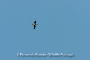 Black Stork