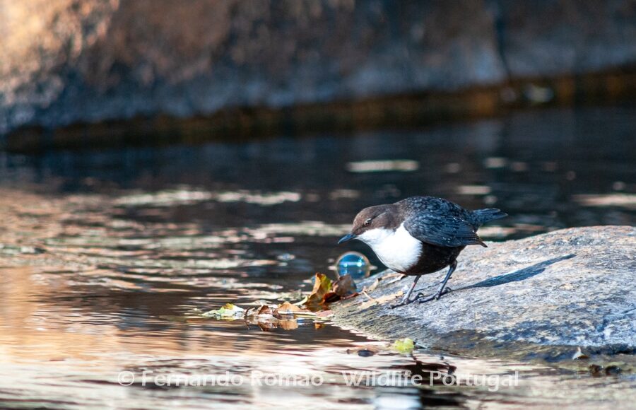 Dipper (Cinclus cinclus)