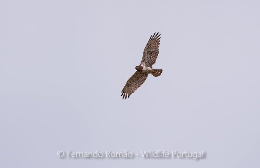 Short-toed Eagle (Circaetus gallicus)