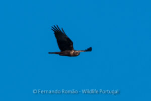 Marsh Harrier (Circus aeruginosus)