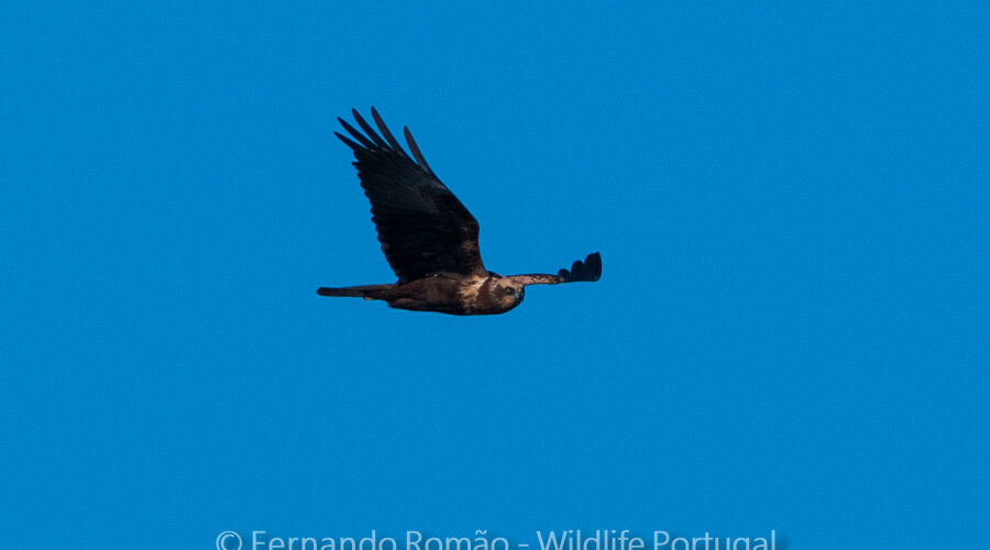 Marsh Harrier (Circus aeruginosus)