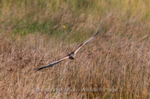 Marsh Harrier (Circus aeruginosus)