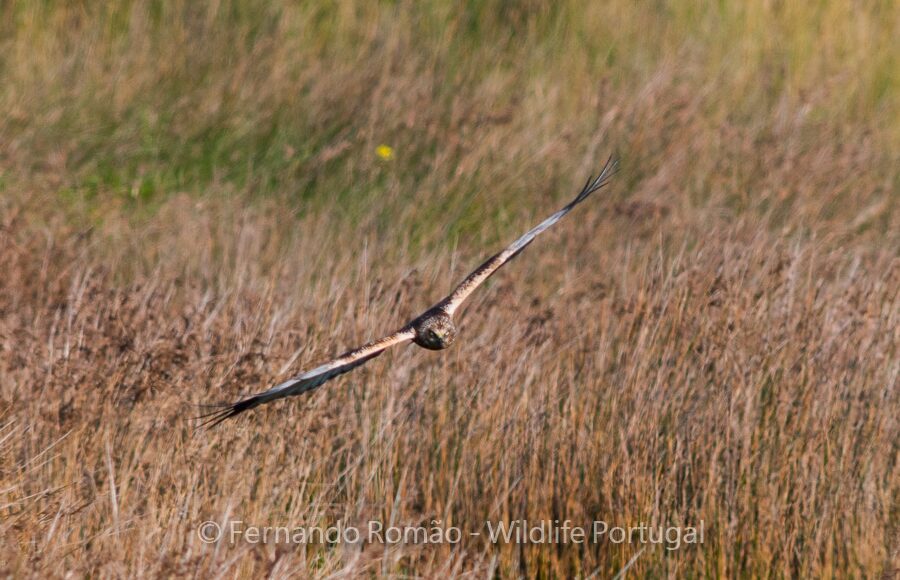 Marsh Harrier (Circus aeruginosus)