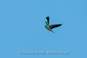 Roller (Coracias garrulus)