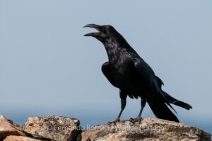Corvo (Corvus corax)