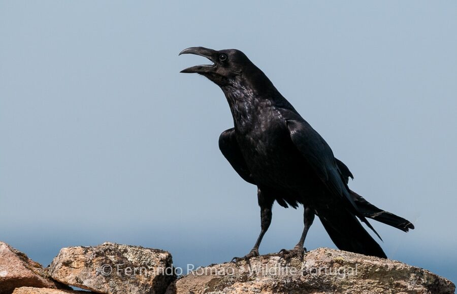 Corvo (Corvus corax)