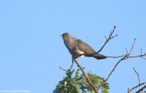 Cuco-canoro (Cuculus canorus)