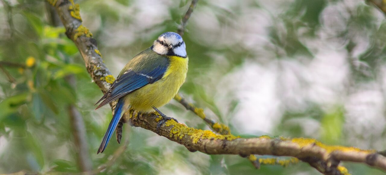Chapim-azul (Cyanistes caeruleus)