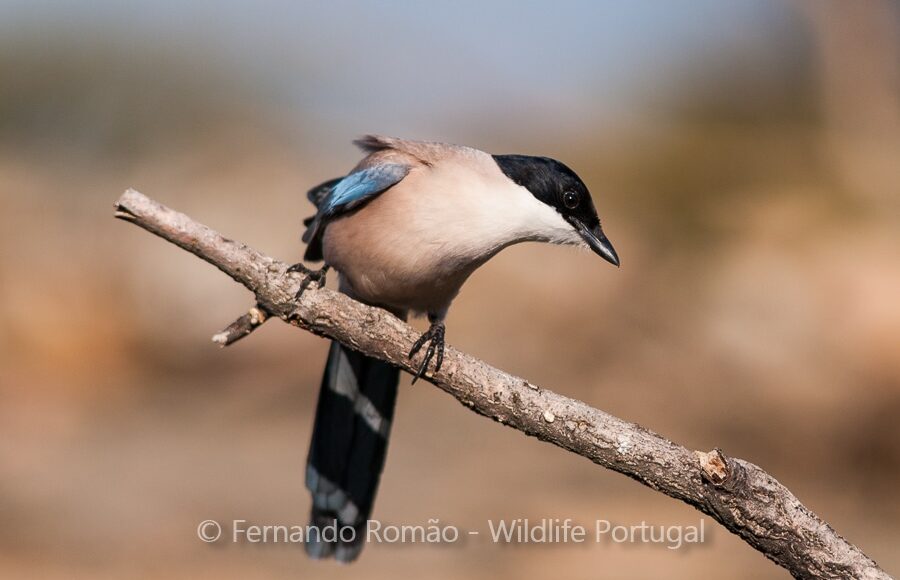 Iberian Magpie (Cyanopica cooki)