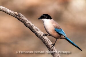 Iberian Magpie (Cyanopica cooki)