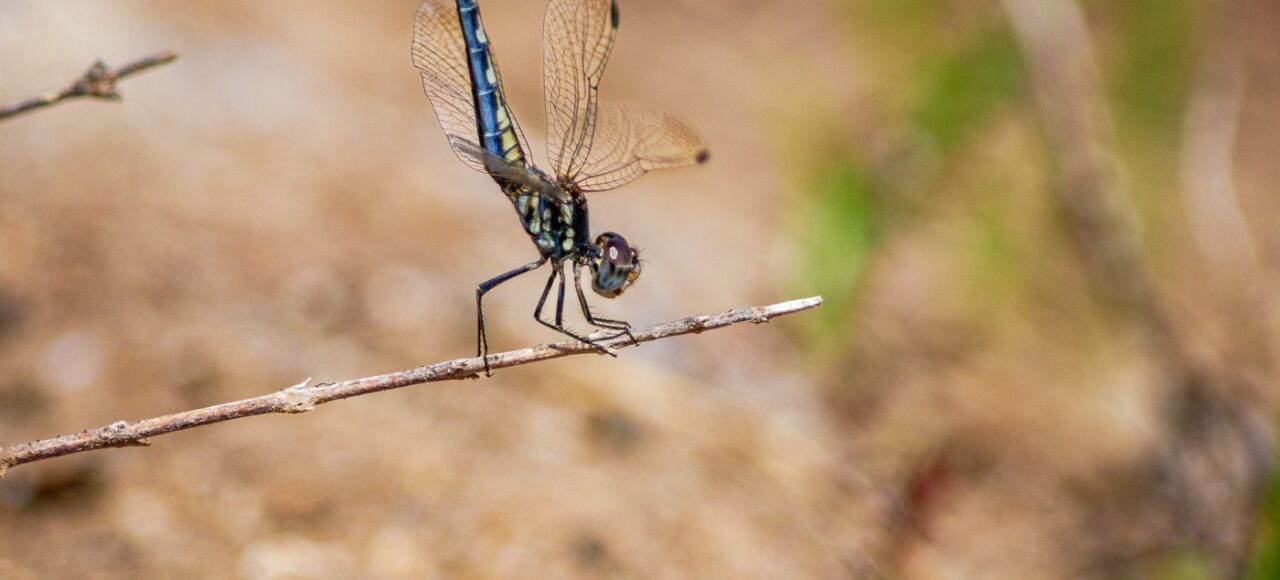 Black Percher (Diplacodes lefebvrii)