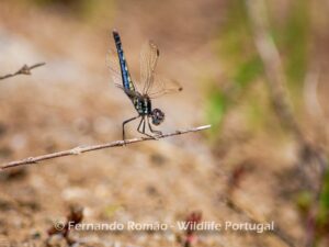 Black Percher (Diplacodes lefebvrii)