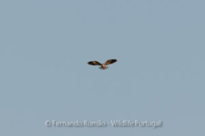 Black-winged Kite (Elanus caeruleus)