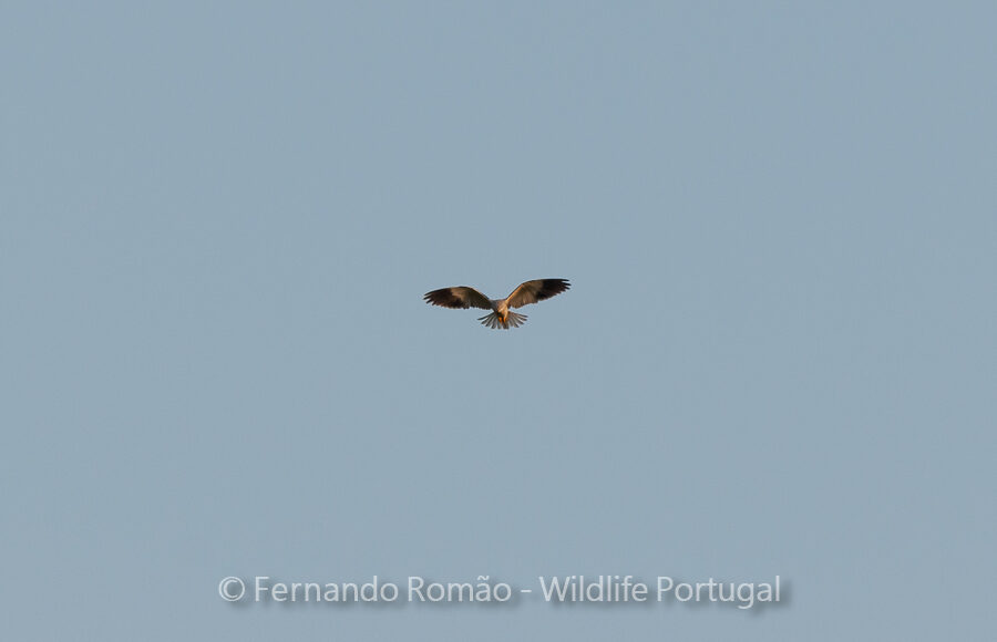 Black-winged Kite (Elanus caeruleus)