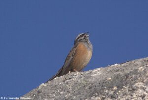 Cia (Emberiza cia)