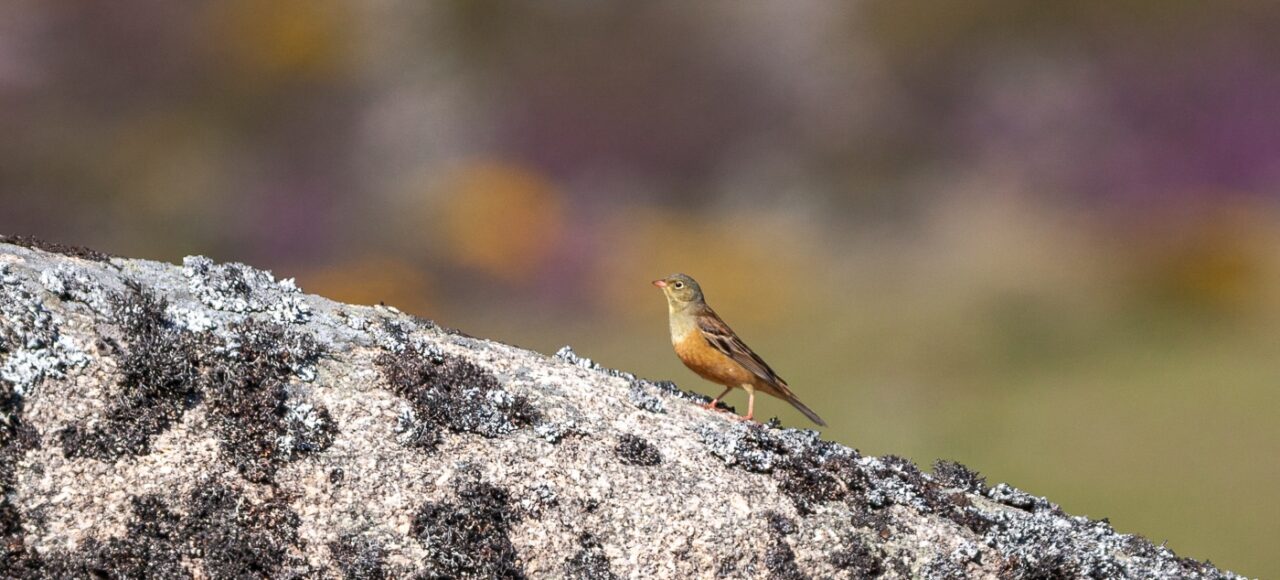 Sombria (Emberiza hortulana)