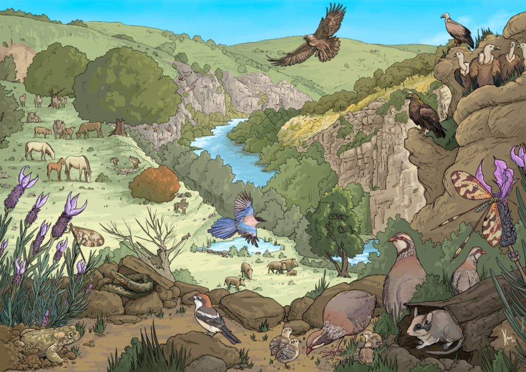 Ermo das Águias rewilding