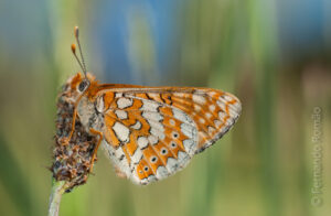 Marsh Fritillary (Euphydryas aurinia)