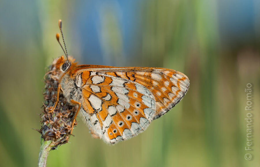 Marsh Fritillary (Euphydryas aurinia)