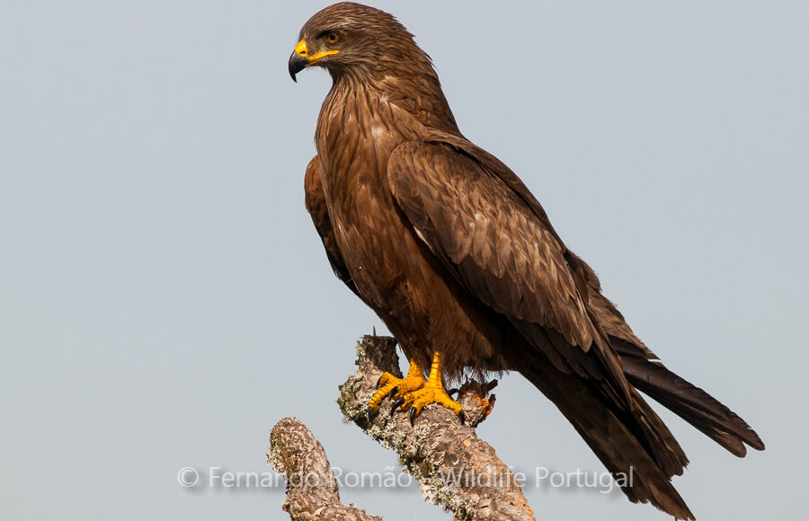 Black Kite (Milvus migrans)