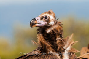 Black Vulture (Aegypius monachus)
