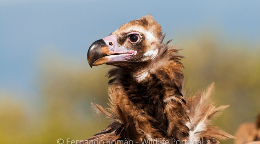 Black Vulture (Aegypius monachus)