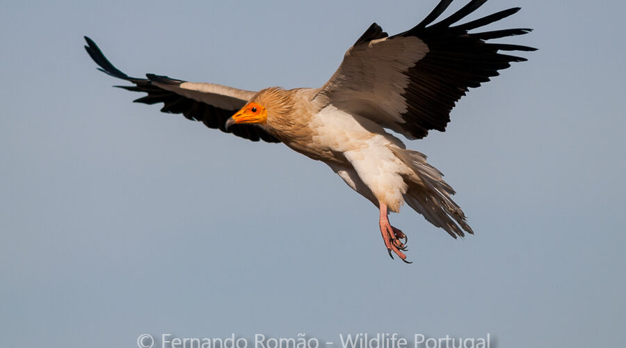 Egyptian Vulture (Neophron percnopterus)