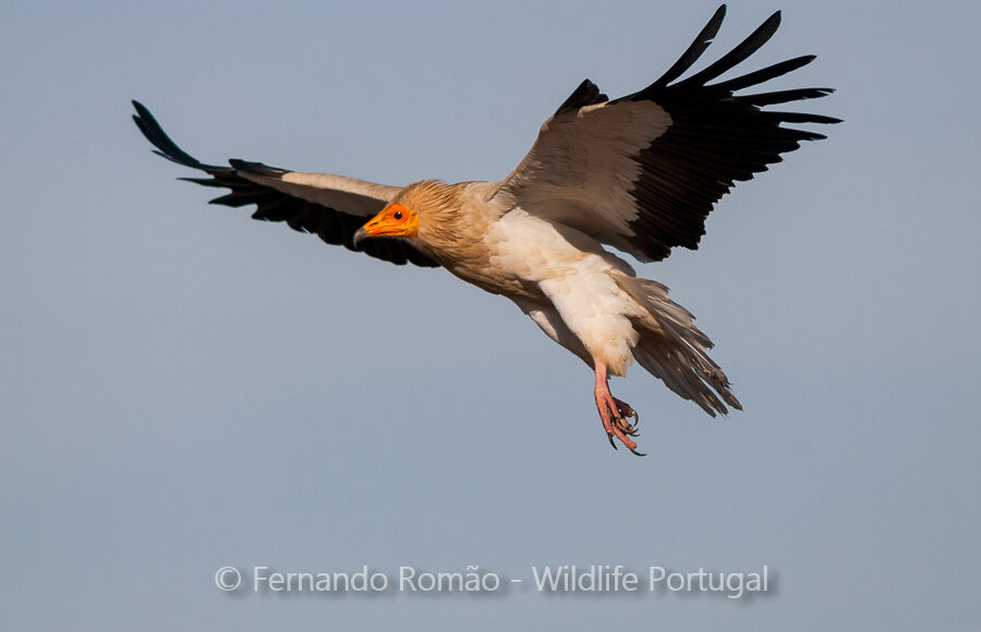 Egyptian Vulture (Neophron percnopterus)