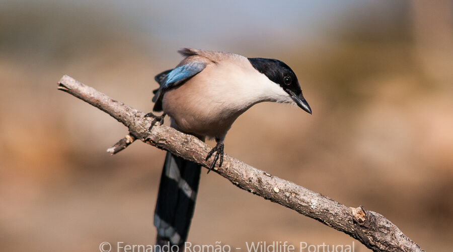 Iberian Magpie (Cyanopica cooki)