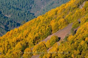 Estrela Mountain Natural Park
