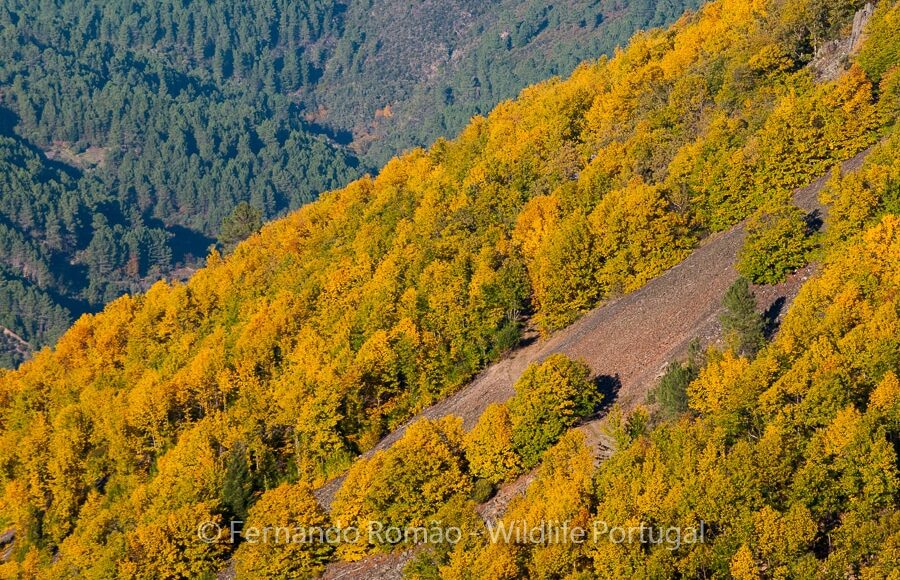 Estrela Mountain Natural Park