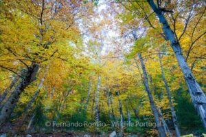 Estrela Mountain Natural Park