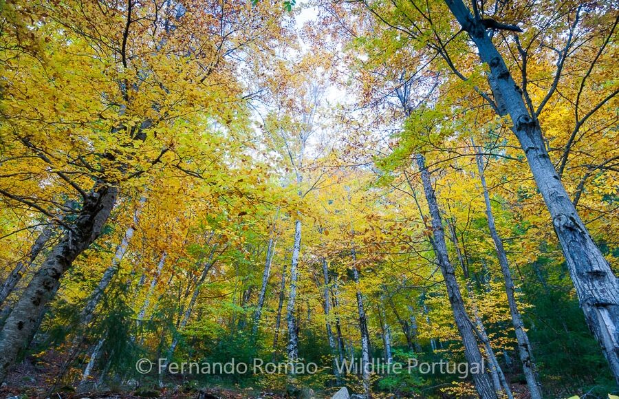 Estrela Mountain Natural Park