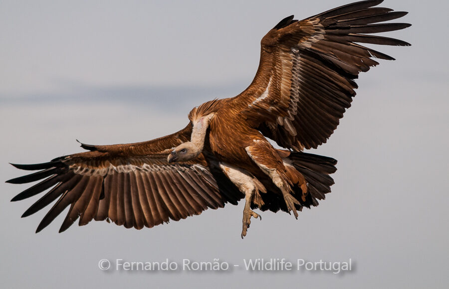 Griffon Vulture (Gyps fulvus)
