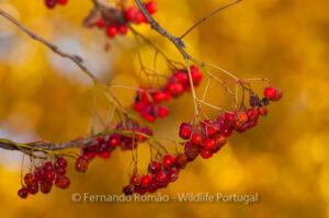 Estrela Mountain Natural Park