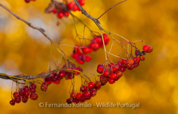 FMR1502 Estrela Mountain Natural Park