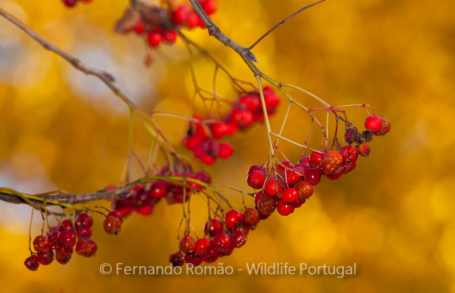 Estrela Mountain Natural Park
