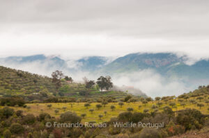 Douro Valley