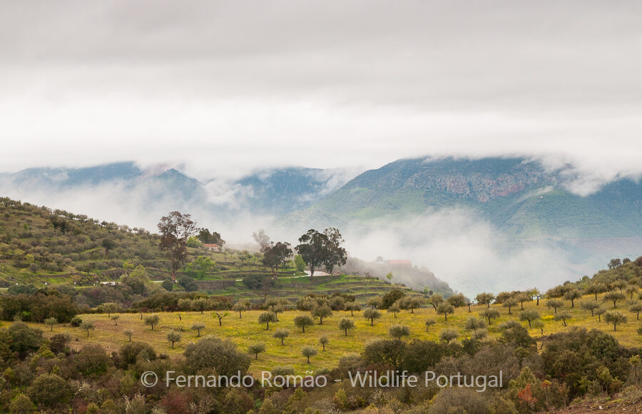 Douro Valley