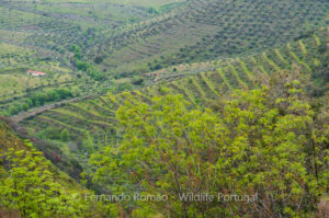 Douro Valley