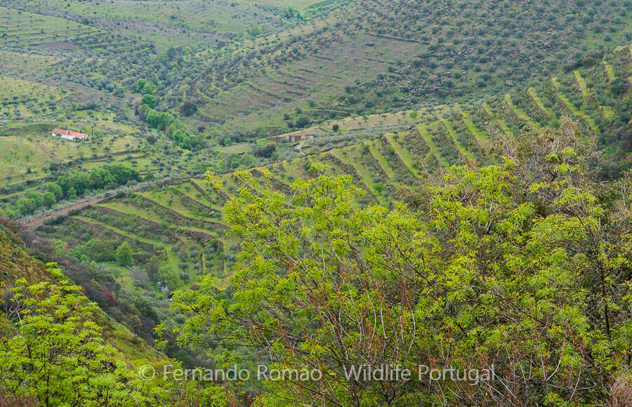 Douro Valley