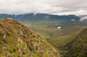 Douro Valley
