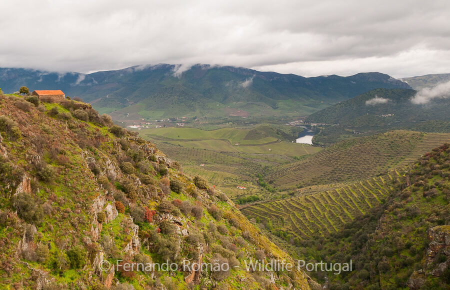 Douro Valley