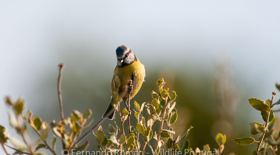 Blue Tit  (Cyanistes caeruleus)