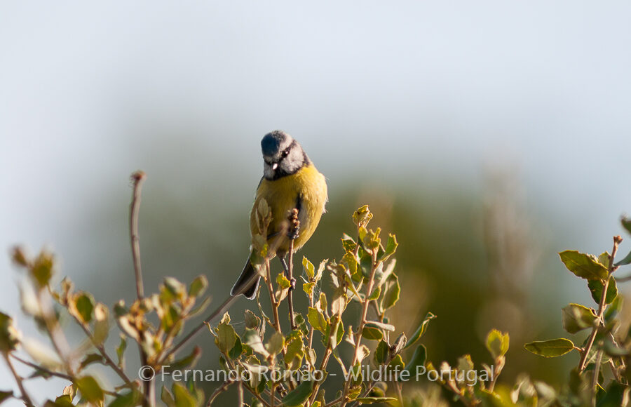 Blue Tit  (Cyanistes caeruleus)