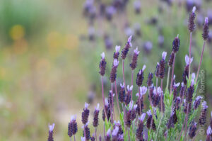 Lavender (Lavandula stoechas pedunculata)