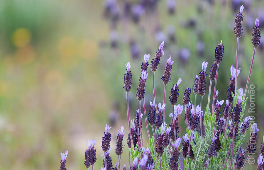 Lavender (Lavandula stoechas pedunculata)
