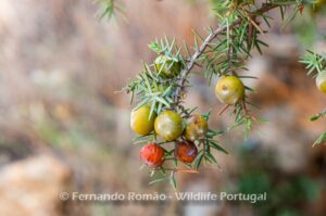 Prickly Juniper (Juniperus oxycedrus)