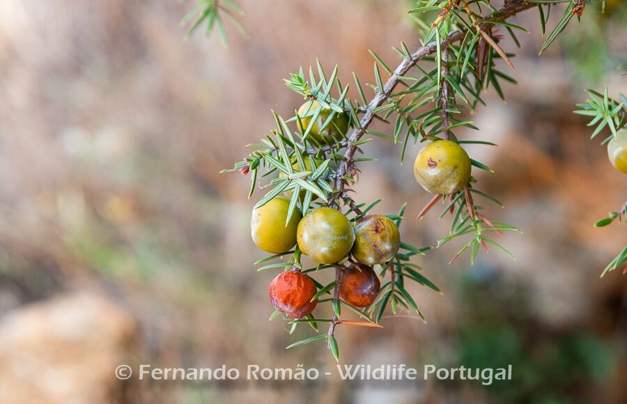 Prickly Juniper (Juniperus oxycedrus)
