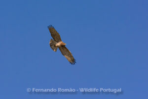 Short-toed Snake Eagle (Circaetus gallicus)